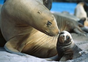 Cape Fur Seal with baby